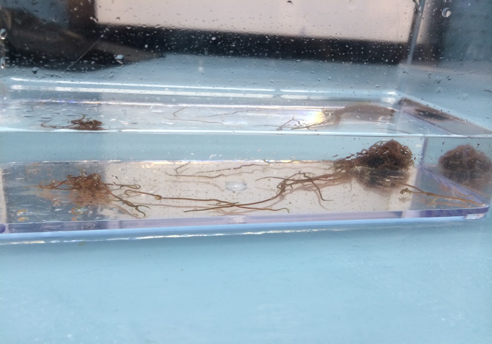 Black worms fish food